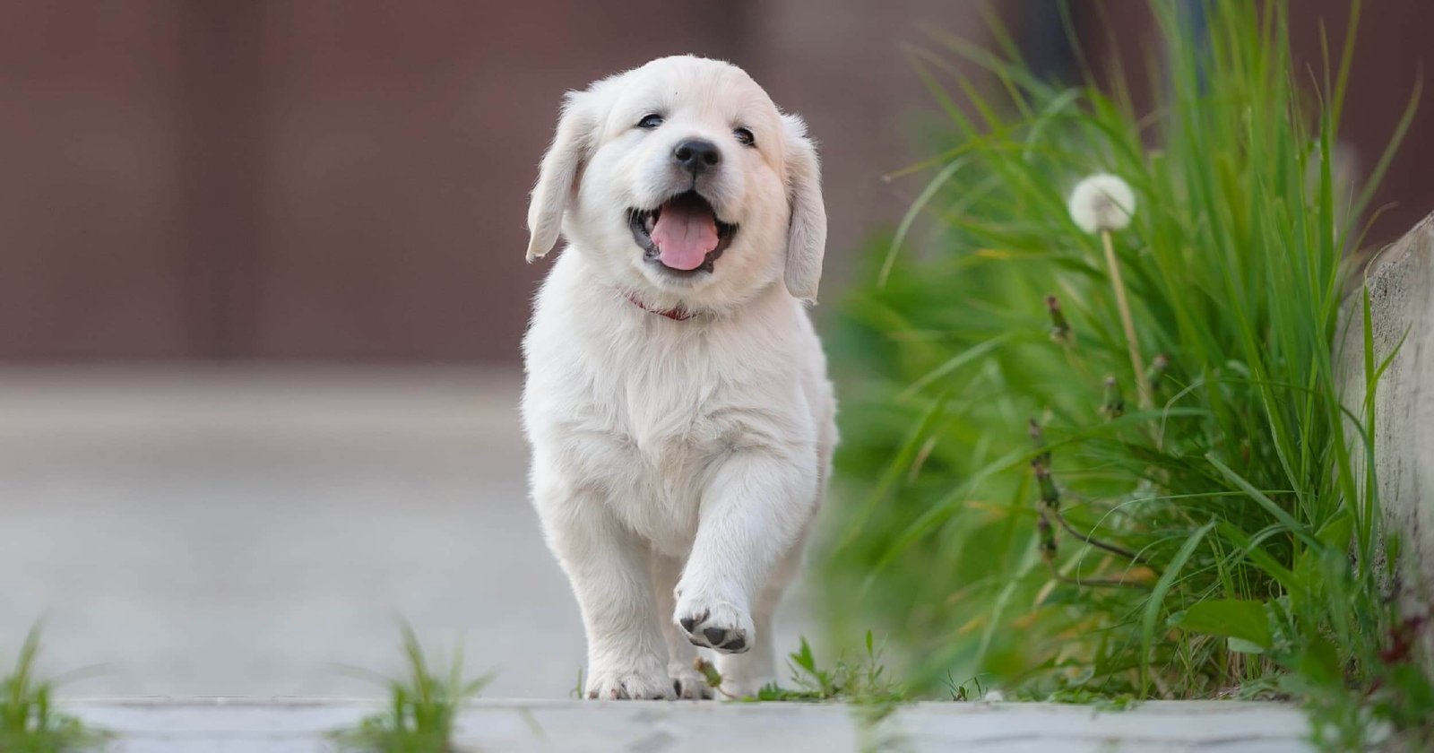 Why do pets shit on the pavement instead of the grass?