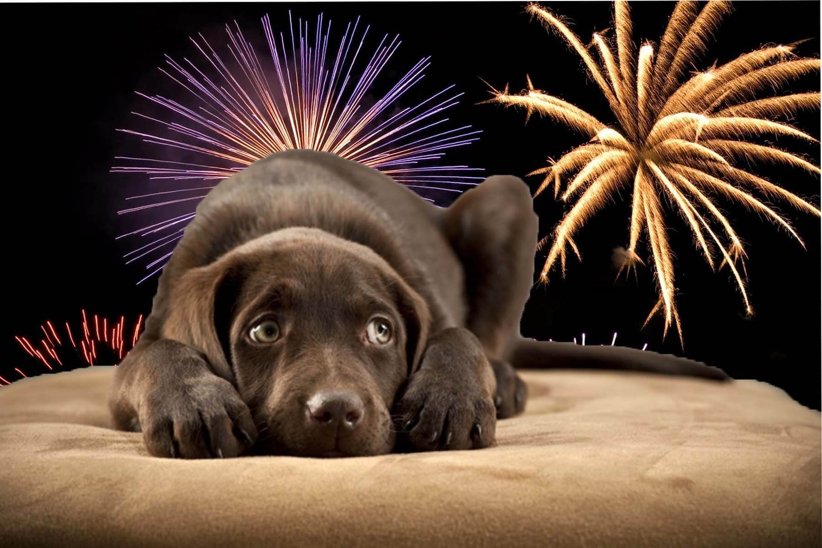 Why Do Dogs Hate Fireworks?