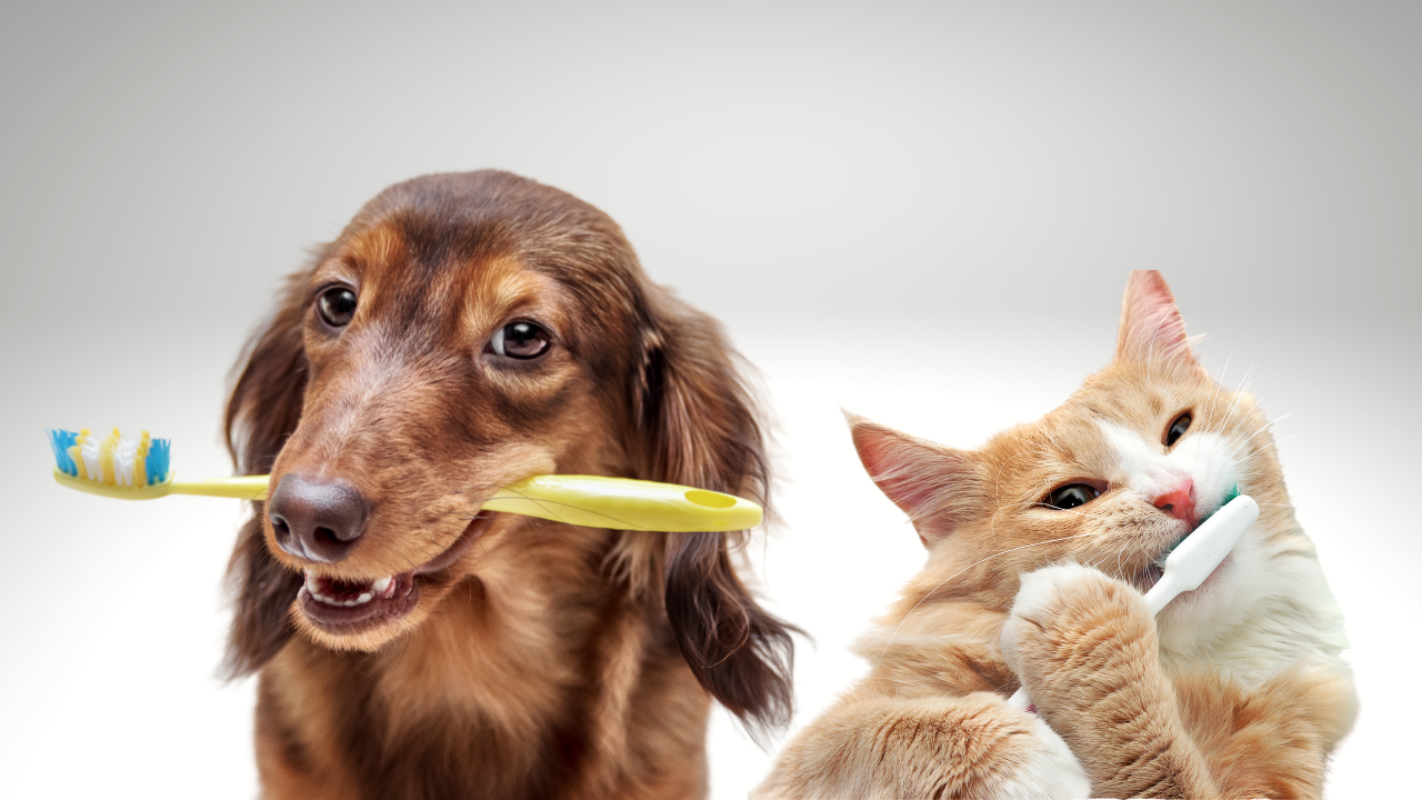 The Importance of Dental Care for Dogs