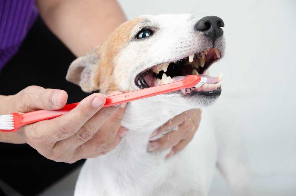 The Importance of Dental Care for Dogs