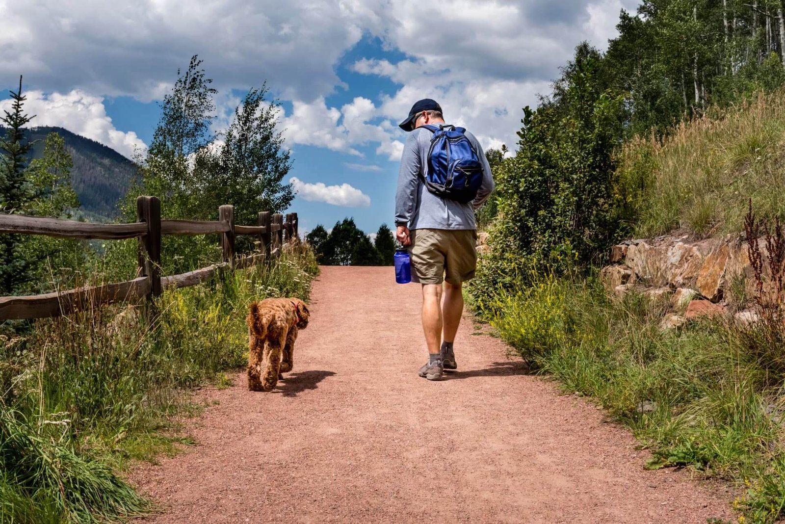 The Perks of Hiking for Dogs