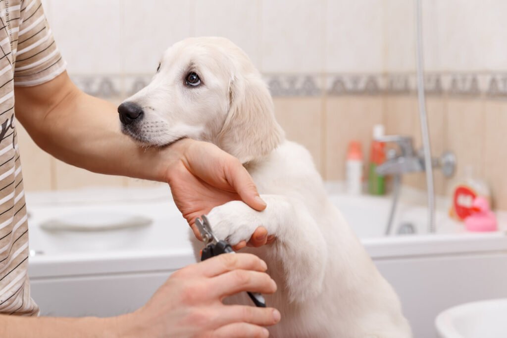 How Often Should You Groom Your Dog