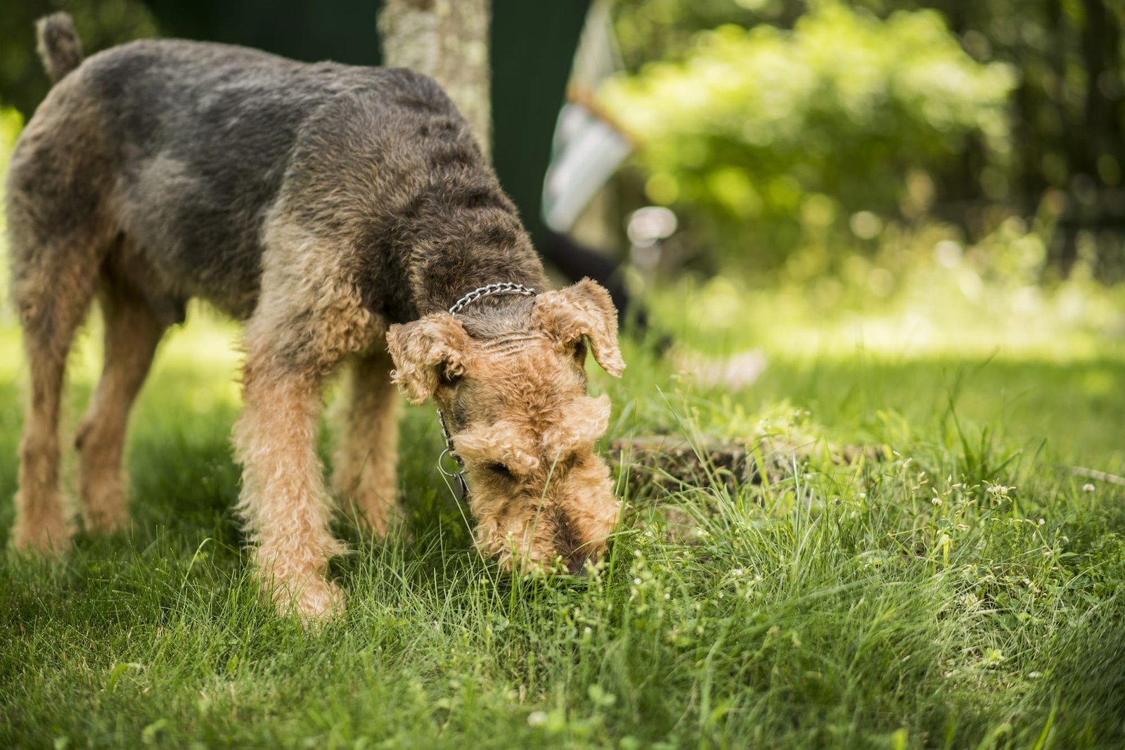 Why Dogs Eat Poop