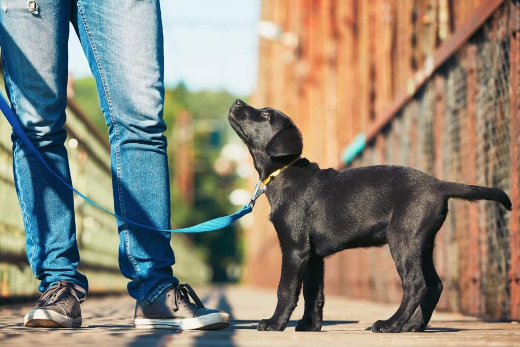 Common Puppy Potty Training Mistakes