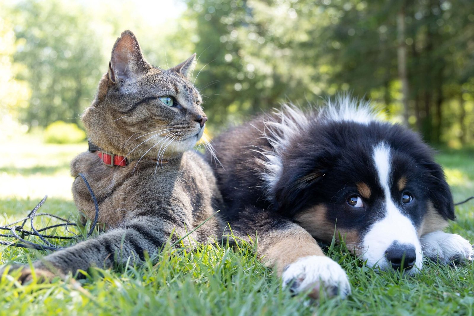 5 practical ways to improve your pet’s health