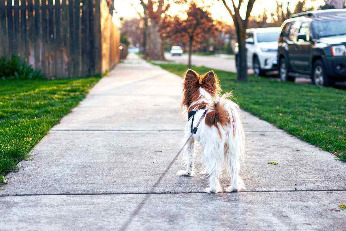 Why do pets shit on the pavement instead of the grass?