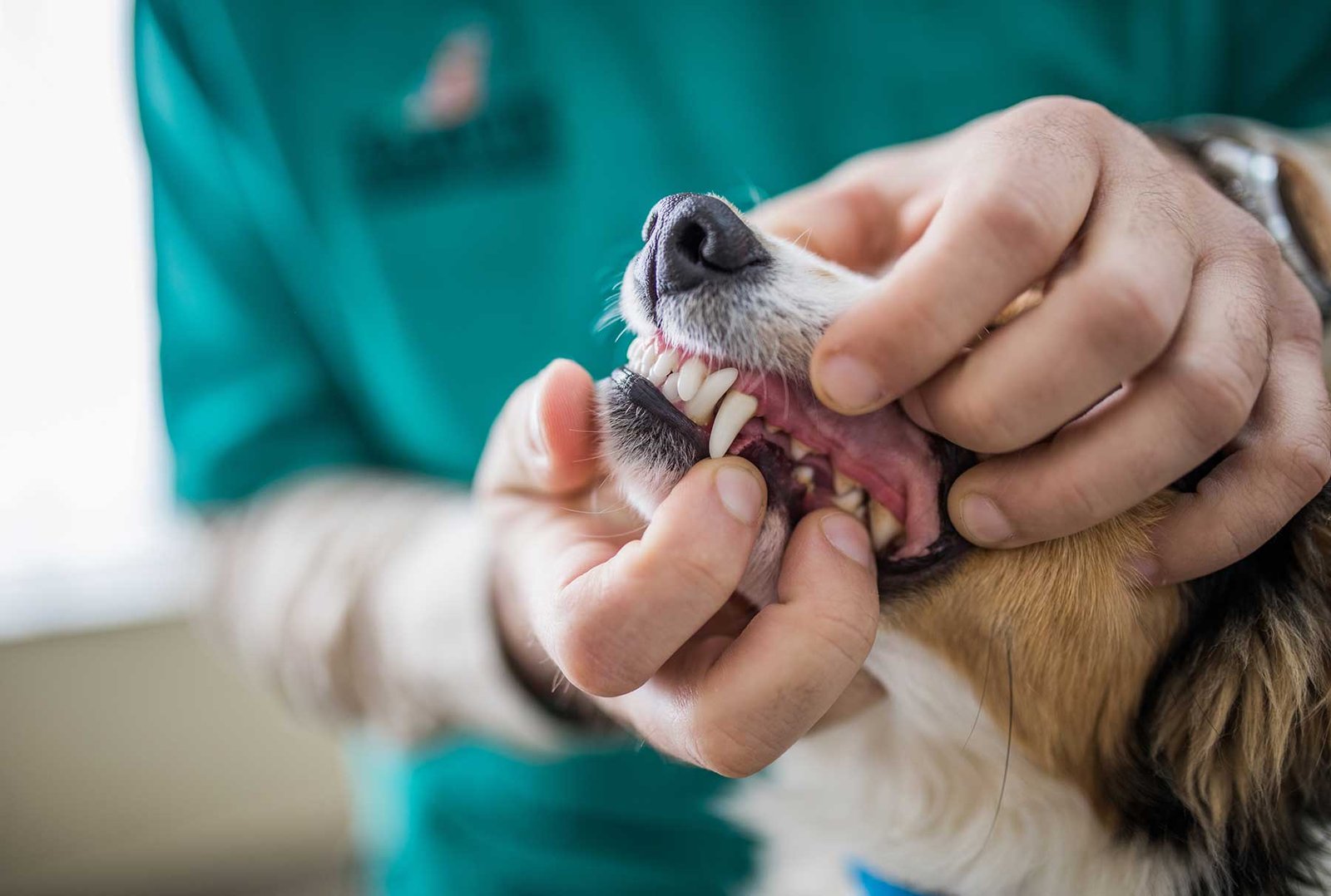 The Importance of Dental Care for Dogs
