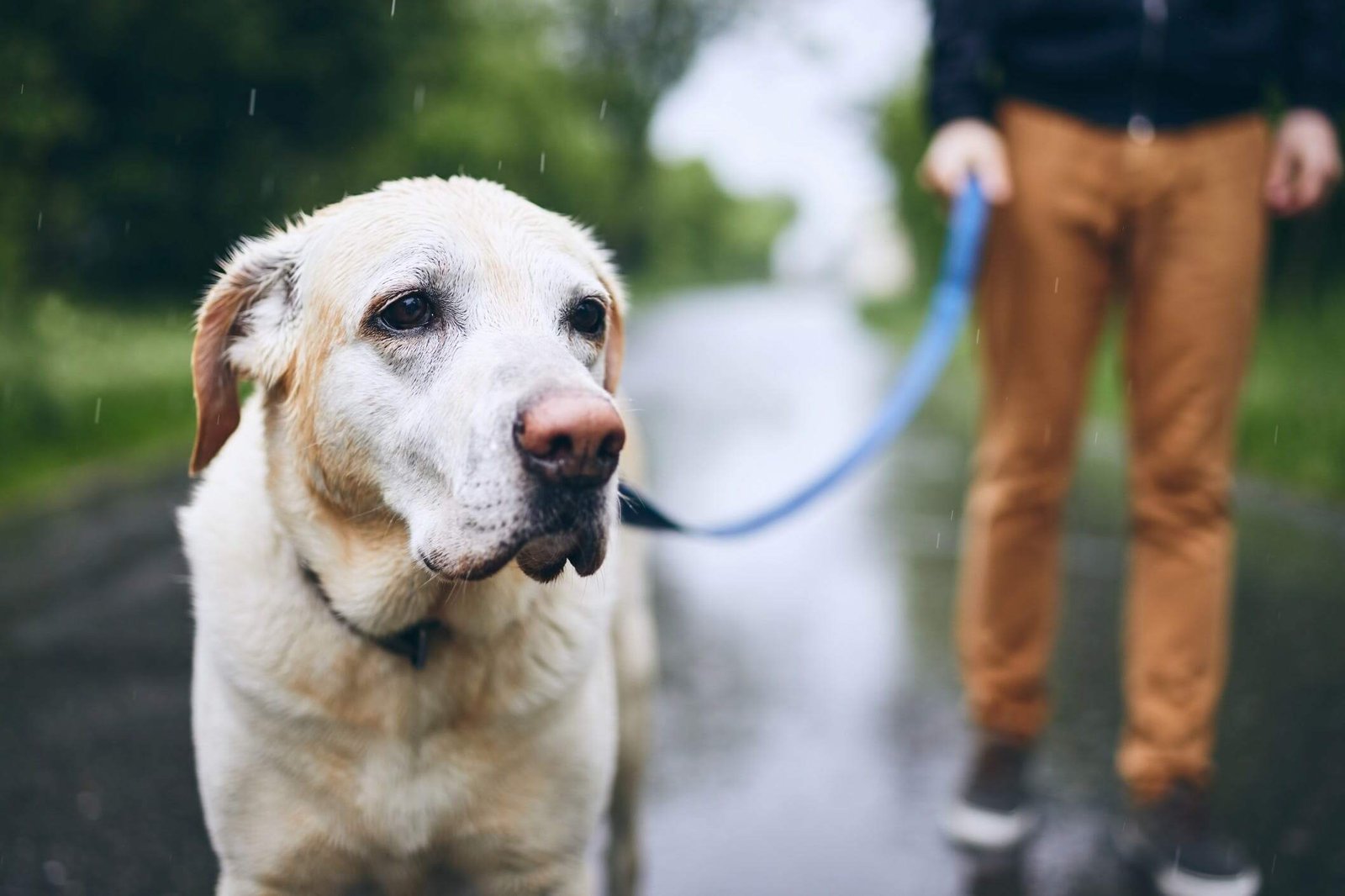 How to Handle Rainy Days with a Dog