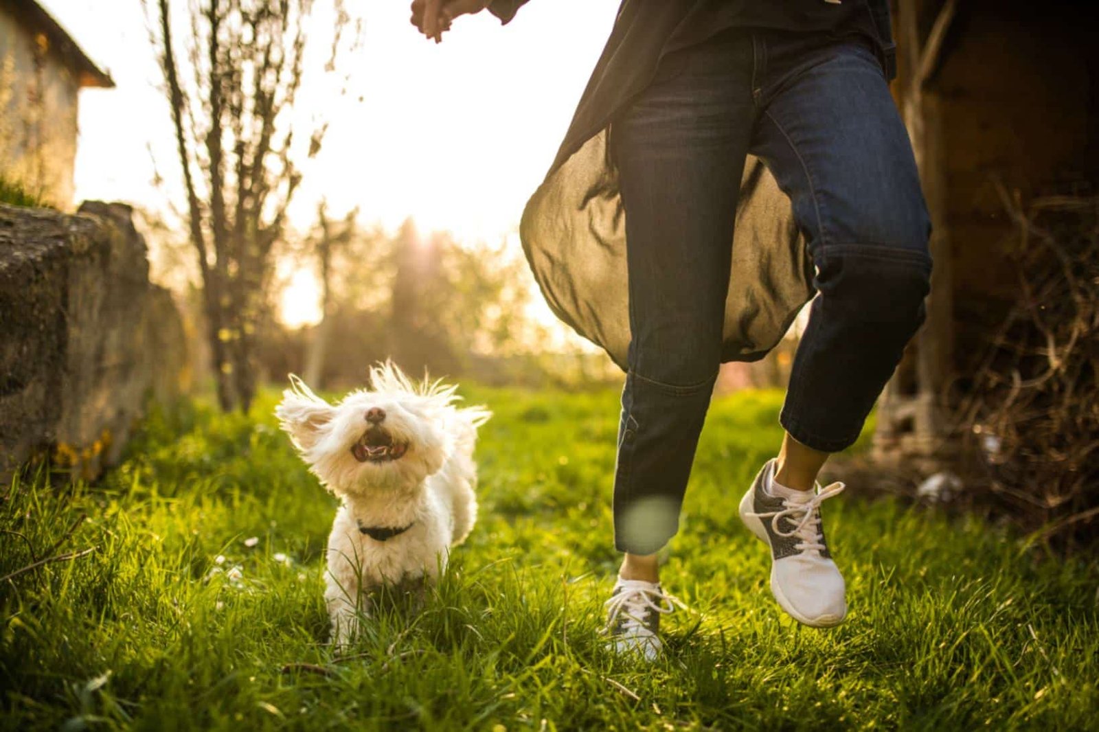 Resources to Help You Face the Challenges of Pet Ownership
