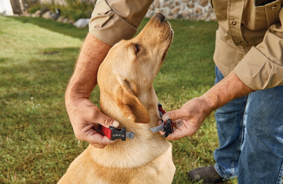Flea and Tick Prevention, Naturally