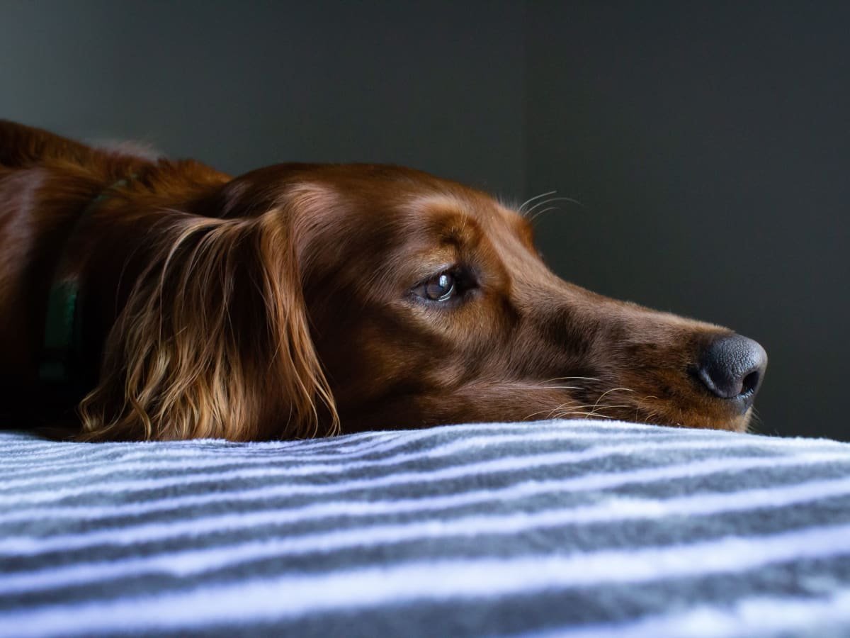 Best Tips for Caring for Your Dog When Working Late