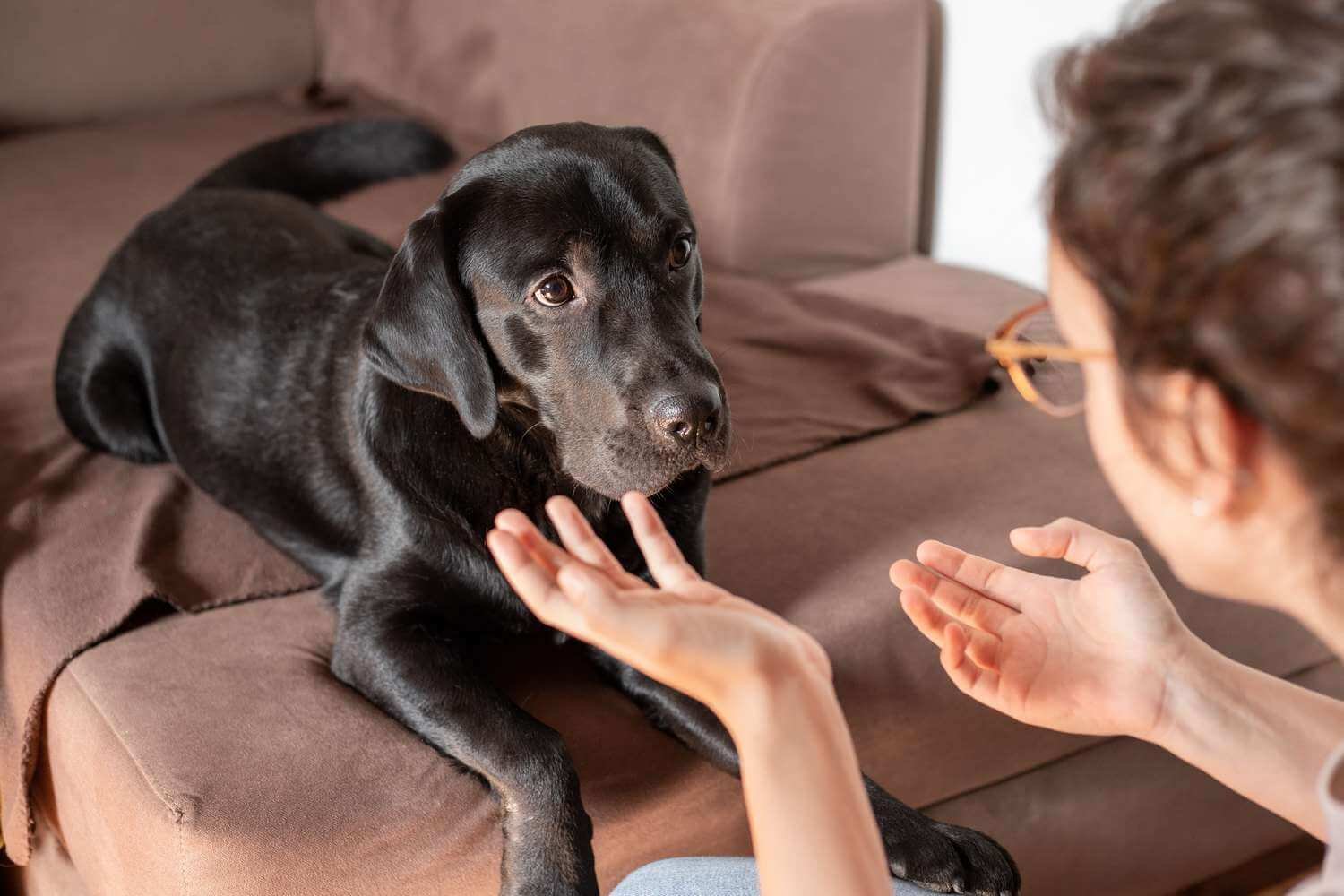 Feeling Stressed? So Is Your Dog