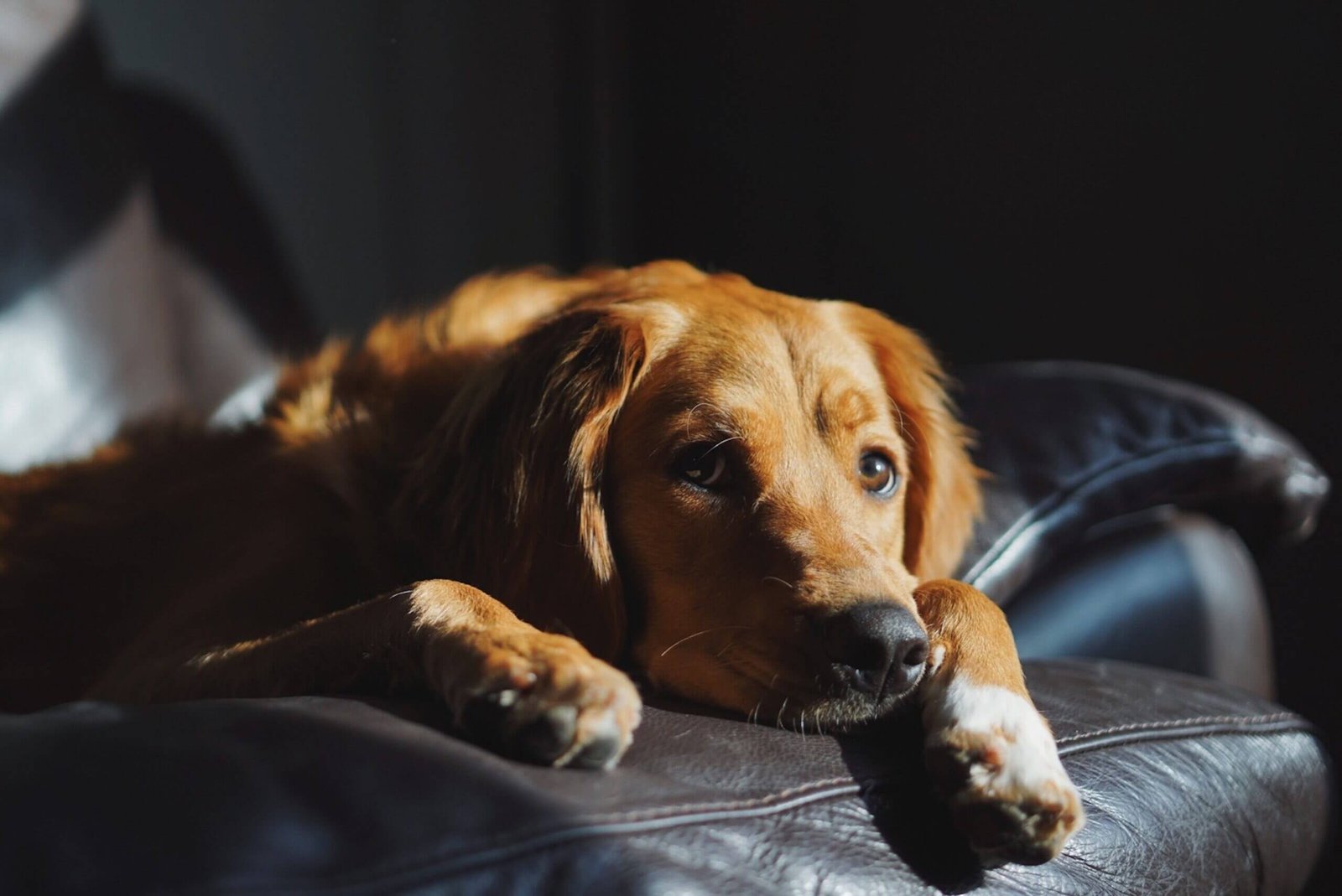 Dealing with Nighttime Separation Anxiety in Dogs