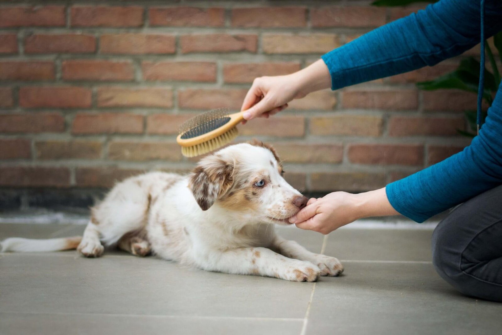 What to Know About Grooming Your Dog at Home