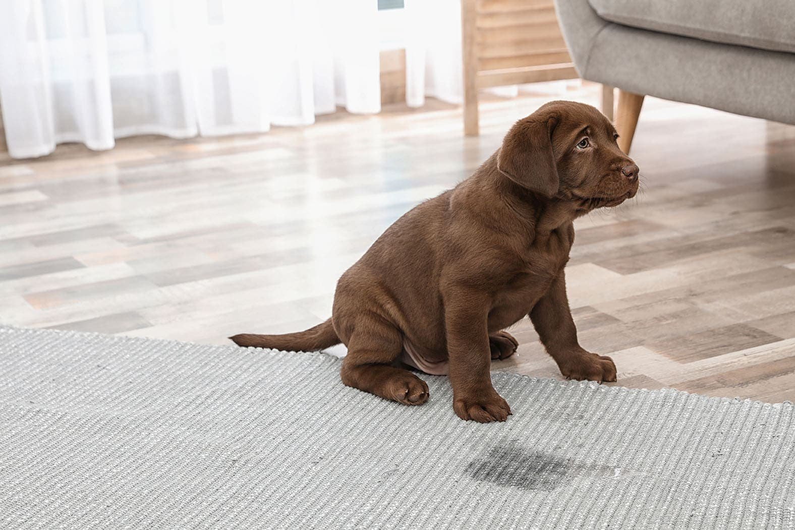 Why is my dog peeing on the floor?