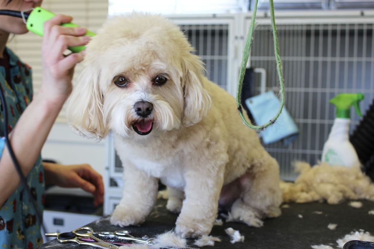 What to Know About Grooming Your Dog at Home