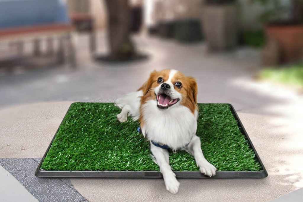 LOOBANI Dog Grass Pee Pads