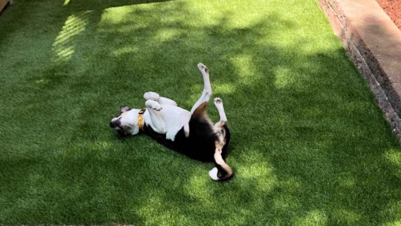 a clean dog grass pad