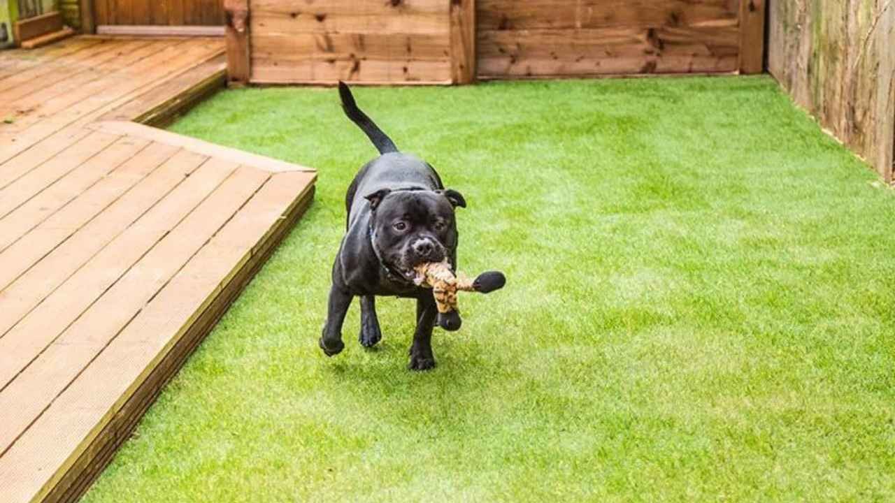 outdoor potty training