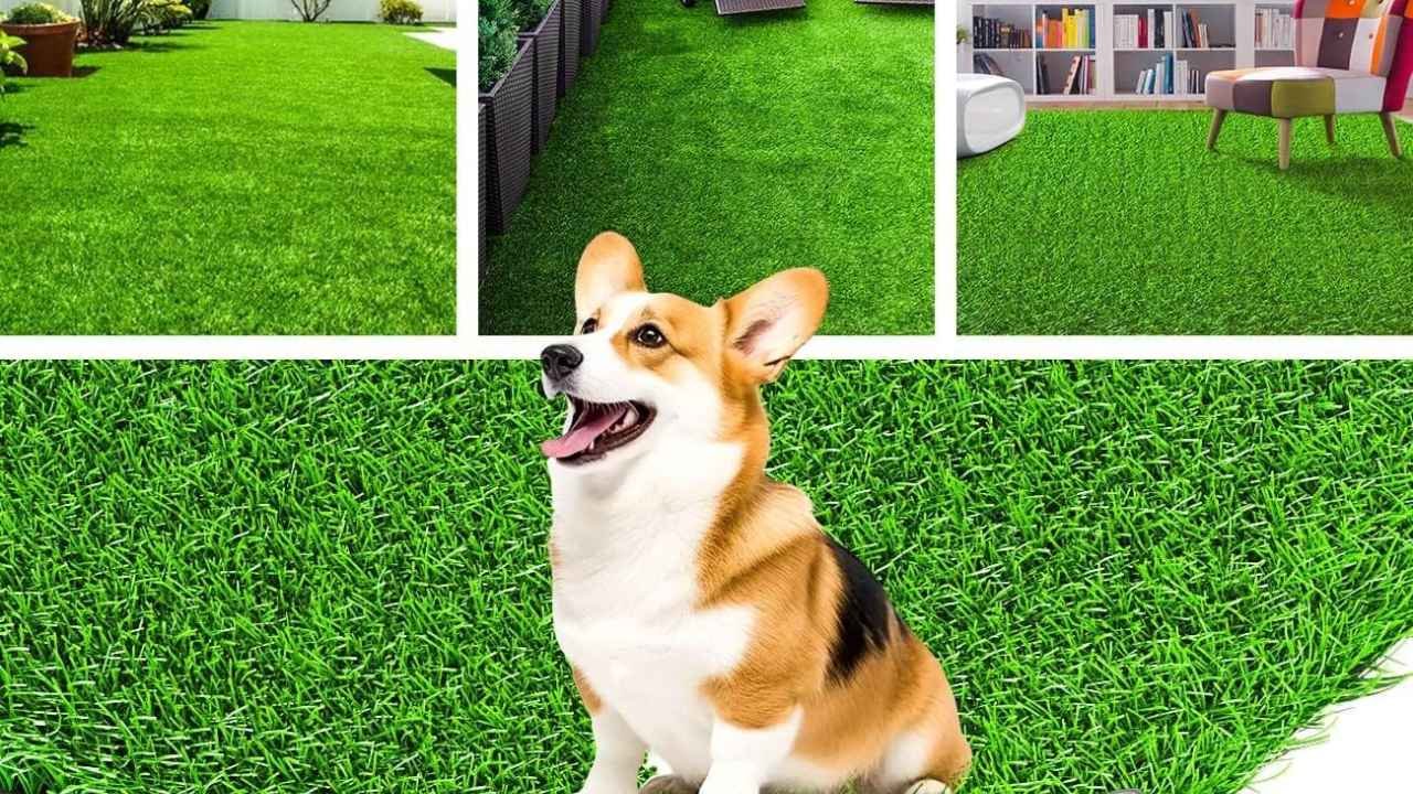 Indoor grass for dogs