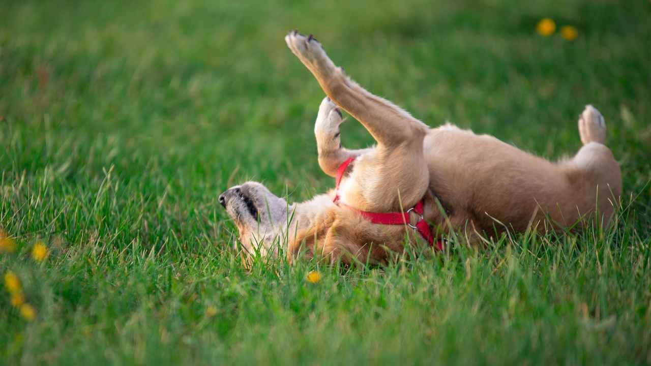 Indoor training for dogs