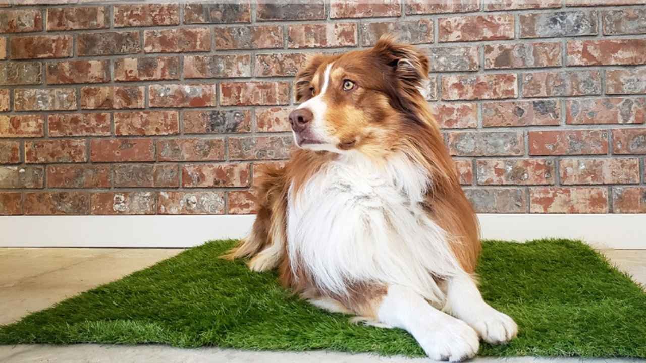 grass pee pad for dogs