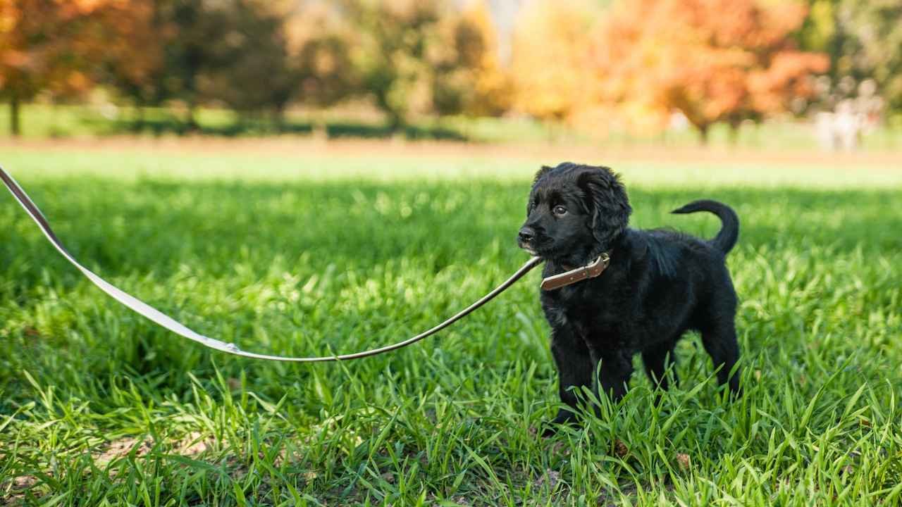 outdoor potty training