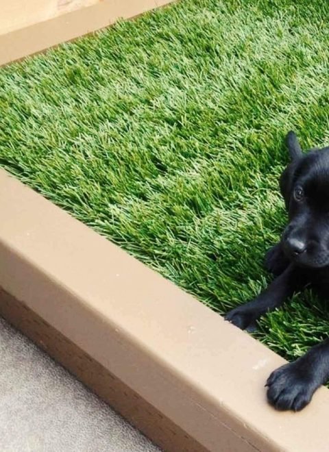 How to Train Your Dog to Use Grass Pads and Keep Your Home Pee-Free