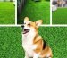 Indoor grass for dogs